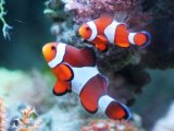 画像: カクレクマノミ　５匹