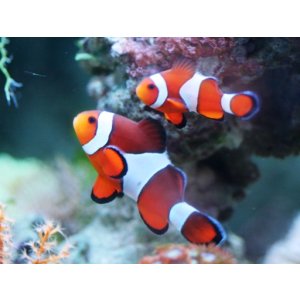 画像: カクレクマノミ　５匹