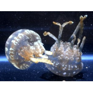 画像: ［海水］水玉模様が大人気です！　タコクラゲ