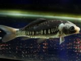 画像: [完売です]　カッコよすぎなドイツ鯉！　九紋竜（10cmサイズ）