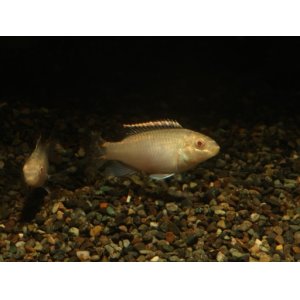 画像: 幻想的な魚です！　アルビノプルケール　5匹セット