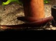 画像2: 入荷は稀の赤いやつ！これでも属中最大種！　カンボジア・ナイフキャット　（Silurichthys　scheneideri）