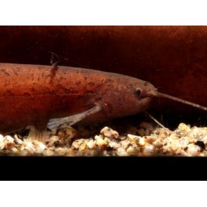 画像: 入荷は稀の赤いやつ！これでも属中最大種！　カンボジア・ナイフキャット　（Silurichthys　scheneideri）