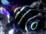 画像: [完売です][海水]　大型ヤッコの幼魚です！フレンチエンゼル　juv.