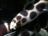 画像: [海水]　ウミヘビ科のお魚です！ モヨウモンガラドウシ