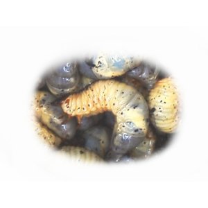 画像: 夏の定番！カブトムシの幼虫 50匹（45匹＋補償5匹）セット