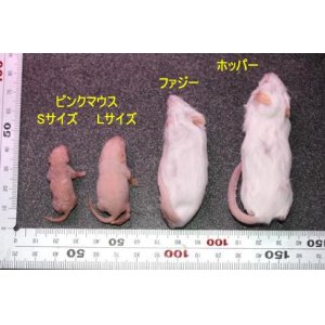 画像: 当店でも使ってます！　　冷凍マウス（ピンクマウス　Sサイズ）１０匹セット（税抜＠80円/匹）    