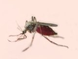 画像: 冬期は採集が難しいですが採れます！　　蚊　5匹セット（オフシーズン価格） 
