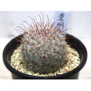 画像: マミラリアの小型種！　[サボテン][マミラリア]　豊明丸　Mammillaria bombycina    