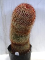 画像: 赤く密に入った短い刺が可愛らしい！　[サボテン][マミラリア]　旭日丸　Lサイズ　Mammillaria rhodantha