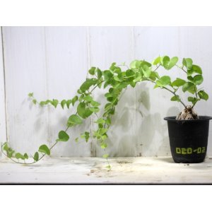 画像: 冬型！　[多肉][球根・塊根]　アフリカ亀甲竜 Dioscorea(Testudinaria) elephantipes　#020-02