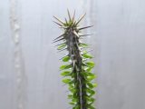 画像: 名前だけでなく葉姿も格好いい植物です！　[多肉][アローディア]　亜竜木　Alluaudia procera