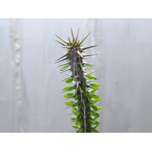 画像: 名前だけでなく葉姿も格好いい植物です！　[多肉][アローディア]　亜竜木　Alluaudia procera