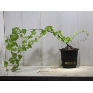 画像: 冬型！　[多肉][球根・塊根]　アフリカ亀甲竜 Dioscorea(Testudinaria) elephantipes　#020-01