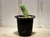 画像: 来ました！　[サボテン][柱]　成程柱（珍宝閣）Trichocereus macrogonus f. monst ＃３０７