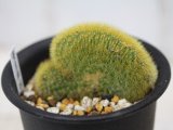 画像: 突然変異個体！　　[サボテン][柱]　黄金紐・冠（綴化）　Cleistocactus winteri　f.crista　#021