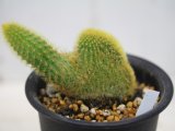 画像: 突然変異個体！　　[サボテン][柱]　黄金紐・冠（綴化）　Cleistocactus winteri　f.crista　#022