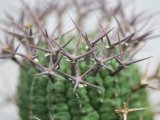 画像: 刺ではなくて花径です！　[多肉][トウダイグサ科][ユーフォルビア][球状タイプ]　群星冠　　Euphorbia stellaespina  LL