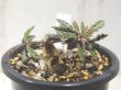 画像5: 盆栽のような立ち姿をしています！　[多肉][トウダイグサ科][ユーフォルビア][花キリンタイプ][塊根タイプ]　キリンドリフォリア （筒葉ちび花キリン）　 Euphorbia cylindrifolia　＃190 