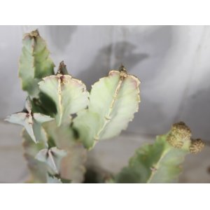 画像: あまり見かけない種類です！　[多肉][ガガイモ]　カラルマ・スペシオサ（Caralluma speciosa）XXLサイズ