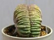 画像4: カッコいいです！  [サボテン][花サボテン][エキノプシス]　サブデヌダータ・モンストローサ（無棘短毛丸・綴化）　竜接ぎ　Echinopsis subdenudata　f. cristata　#064