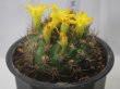 画像5: 黄色い花が連続して咲きます！  [サボテン][花サボテン][レブチア]　花笠丸　Rebutia（Weingartia） neocumingii ssp.neocumingii    