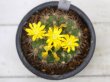 画像7: 黄色い花が連続して咲きます！  [サボテン][花サボテン][レブチア]　花笠丸　Rebutia（Weingartia） neocumingii ssp.neocumingii    