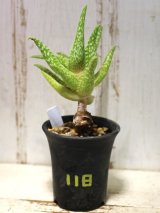 画像: ハイブリッド個体とのことです！　[多肉][アロエ]　アロエ・ジュクンダｈｙｂ． （Aloe jucunda ｈｙｂ．)    