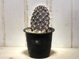 画像: 最近少ないです！　[サボテン][団扇]　　ガラパゴスウチワ　(カキコ)　Opuntia galapageia 　＃306    