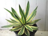 画像: 寒さに強い強健種！　[多肉][アガベ]　五色万代　Agave lophantha f. variegata ＃2000