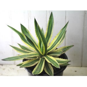 画像: 寒さに強い強健種！　[多肉][アガベ]　五色万代　Agave lophantha f. variegata ＃2000