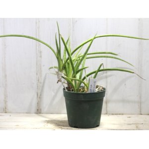 画像: 良く増えます！　[多肉][サンセベリア]　キブウエッジ　Sansevieria hyb. kib wedge    