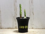 画像: 探すと意外と見つからない種類です！　[サボテン][団扇]　天人団扇　Opuntia engelmanii　＃138-04