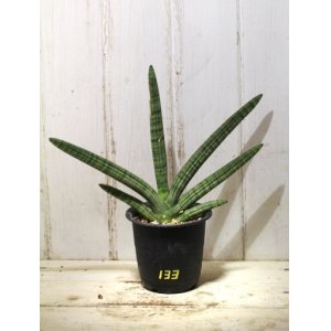 画像: 寒さに強い強健種！　[多肉][サンセベリア]　サンセベリア・ボンセレンシス　Sansevieria Boncellensis　＃１３３