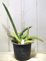 画像: 寒さに強い強健種！　[多肉][サンセベリア]　パテンス（ケニア産）　Sansevieria patens    