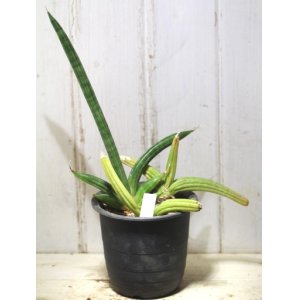 画像: 寒さに強い強健種！　[多肉][サンセベリア]　パテンス（ケニア産）　Sansevieria patens    