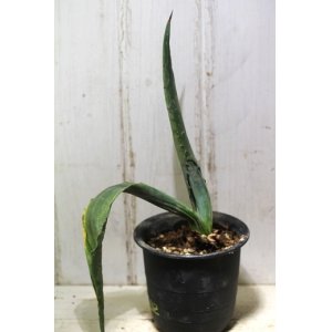 画像: 寒さに強い！　[多肉][アガベ]　アガベ・アメリカーナ　／　青の竜舌蘭 アオノリュウゼツラン　　Agave americana ＃1886-02    