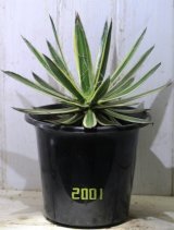 画像: フィラメントが美しい！　[多肉][アガベ]　滝の白糸・錦　Agave schidigera f. variegata” ＃2001