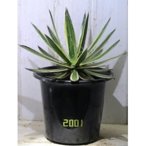 画像: フィラメントが美しい！　[多肉][アガベ]　滝の白糸・錦　Agave schidigera f. variegata” ＃2001