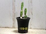 画像: 探すと意外と見つからない種類です！　[サボテン][団扇]　天人団扇　Opuntia engelmanii　＃138-02