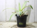 画像: 美種です！　[多肉][アガベ]　メリデンシス錦　Agave 'Meridensis' f. variegata ＃2002
