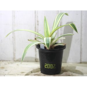 画像: 美種です！　[多肉][アガベ]　メリデンシス錦　Agave 'Meridensis' f. variegata ＃2002
