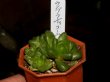 画像2: 根強い人気です！　[多肉][ハオルチア]　ウンブラティコーラ　Haworthia umbraticola ２号pot    