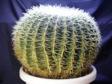 画像: 超有名種！　[サボテン][強刺][エキノカクタス]　金鯱４０ｃｍ　Echinocactus grusonii　#200-05    