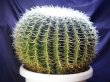 画像5: 超有名種！　[サボテン][強刺][エキノカクタス]　金鯱４０ｃｍ　Echinocactus grusonii　#200-05    