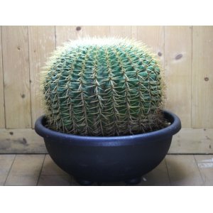 画像: 超有名種！　[サボテン][強刺][エキノカクタス]　金鯱　Echinocactus grusonii　38cm　#2017-01