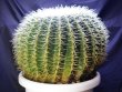 画像3: 超有名種！　[サボテン][強刺][エキノカクタス]　金鯱４０ｃｍ　Echinocactus grusonii　#200-05    