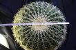 画像7: 超有名種！　[サボテン][強刺][エキノカクタス]　金鯱４０ｃｍ　Echinocactus grusonii　#200-05    