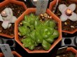 画像1: 根強い人気です！　[多肉][ハオルチア]　ウンブラティコーラ　Haworthia umbraticola ２号pot    