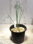 画像1: 葉っぱがウェーブかかってます！　[多肉][球根塊根][ユリ科]　アルブカ・フミリスAlbuca humilis　#01    